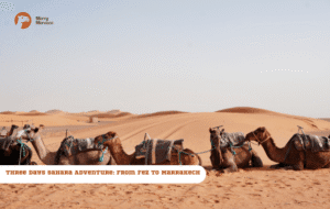 Merry Morocco tour card for Three Days Sahara Adventure from Fez to Marrakech showing camels resting in the Sahara desert